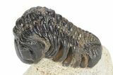 Detailed Reedops Trilobite - Atchana, Morocco #341178-3